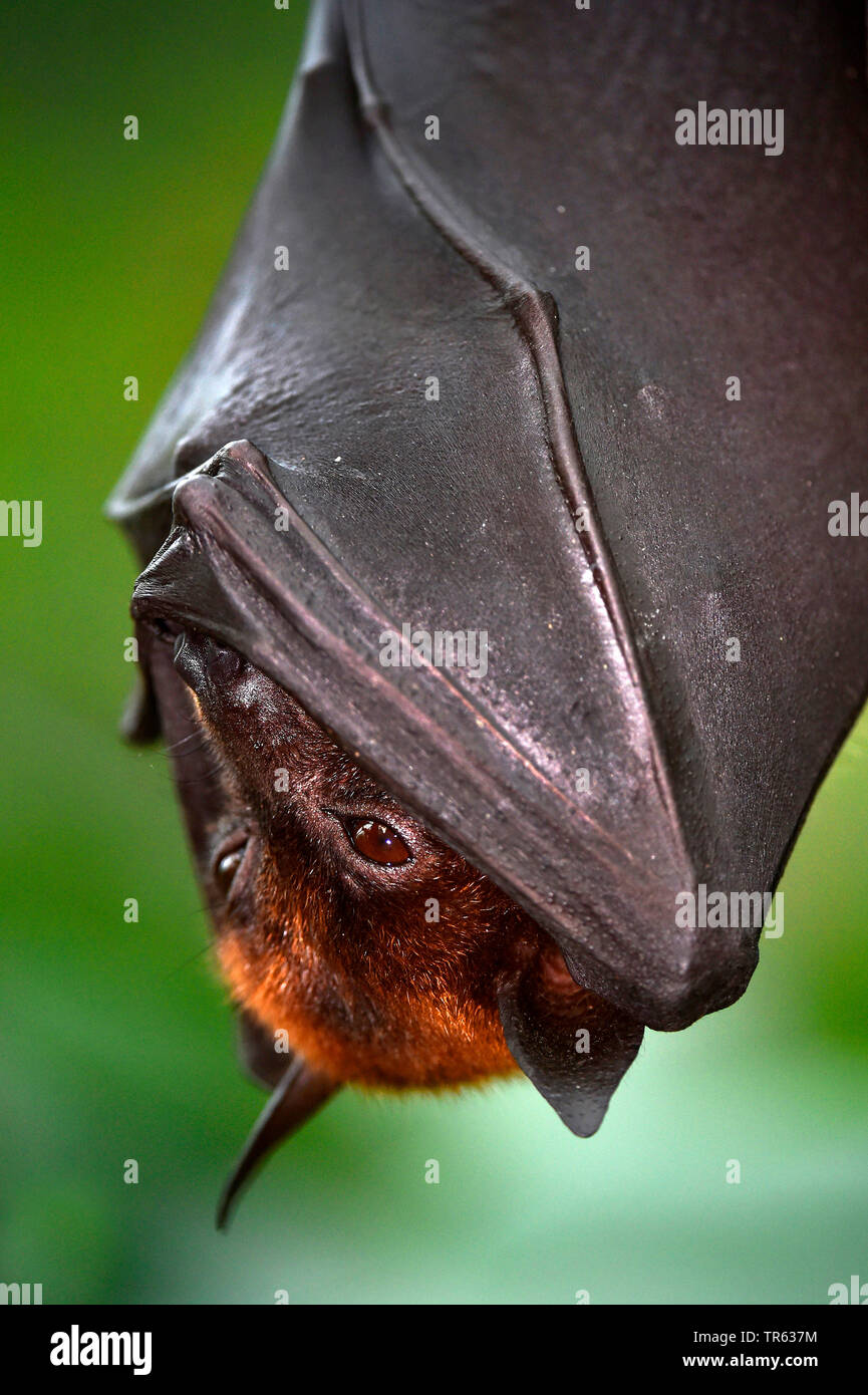 Flughund (Pteropus spec.), suspendu à une branche, le repos, l'Suedostasien Banque D'Images