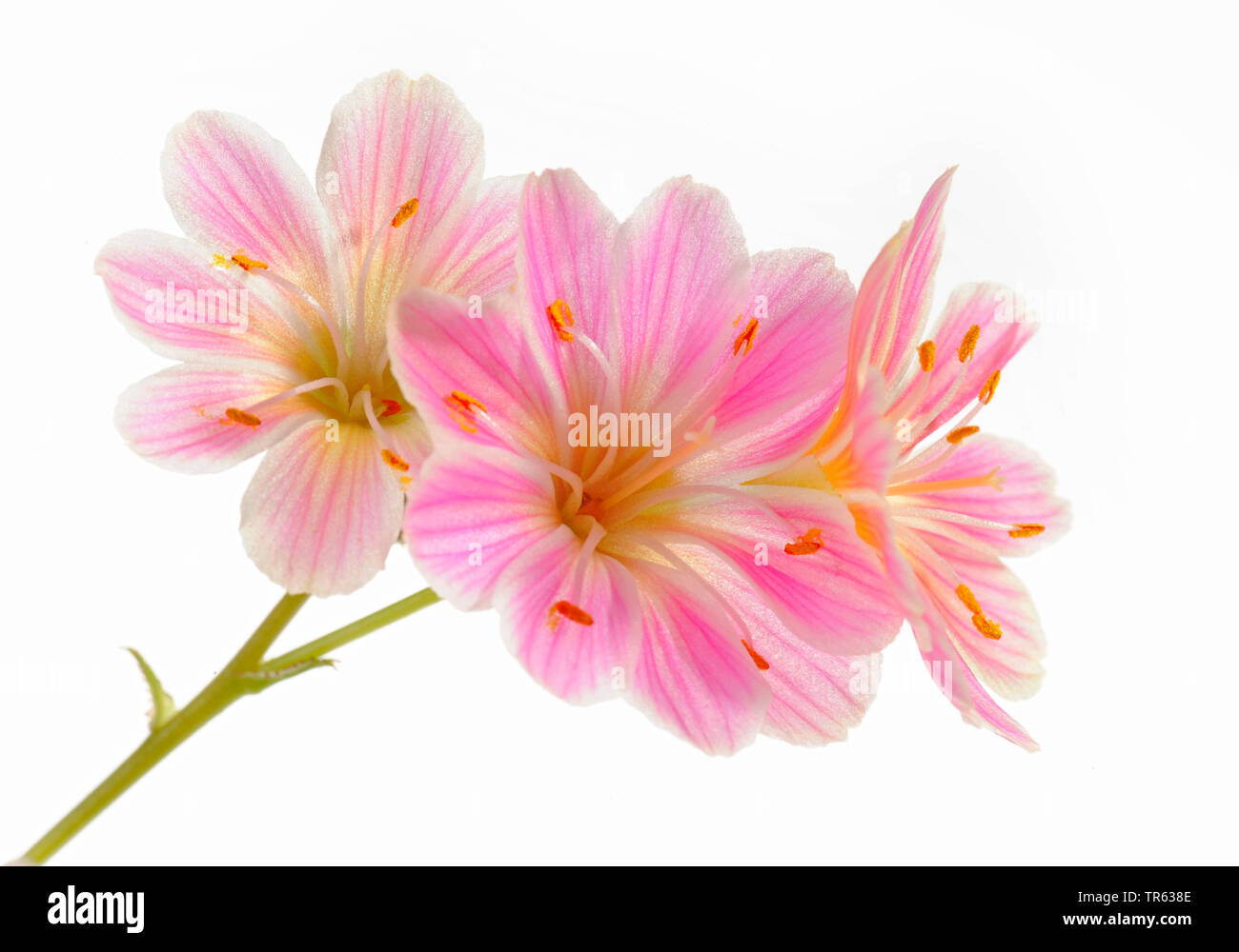 Amère siskiyou-racine (Lewisia cotyledon), fleurs Banque D'Images