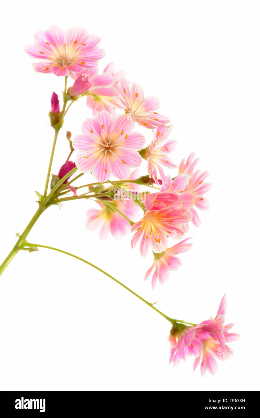 Amère siskiyou-racine (Lewisia cotyledon), inflorescence Banque D'Images