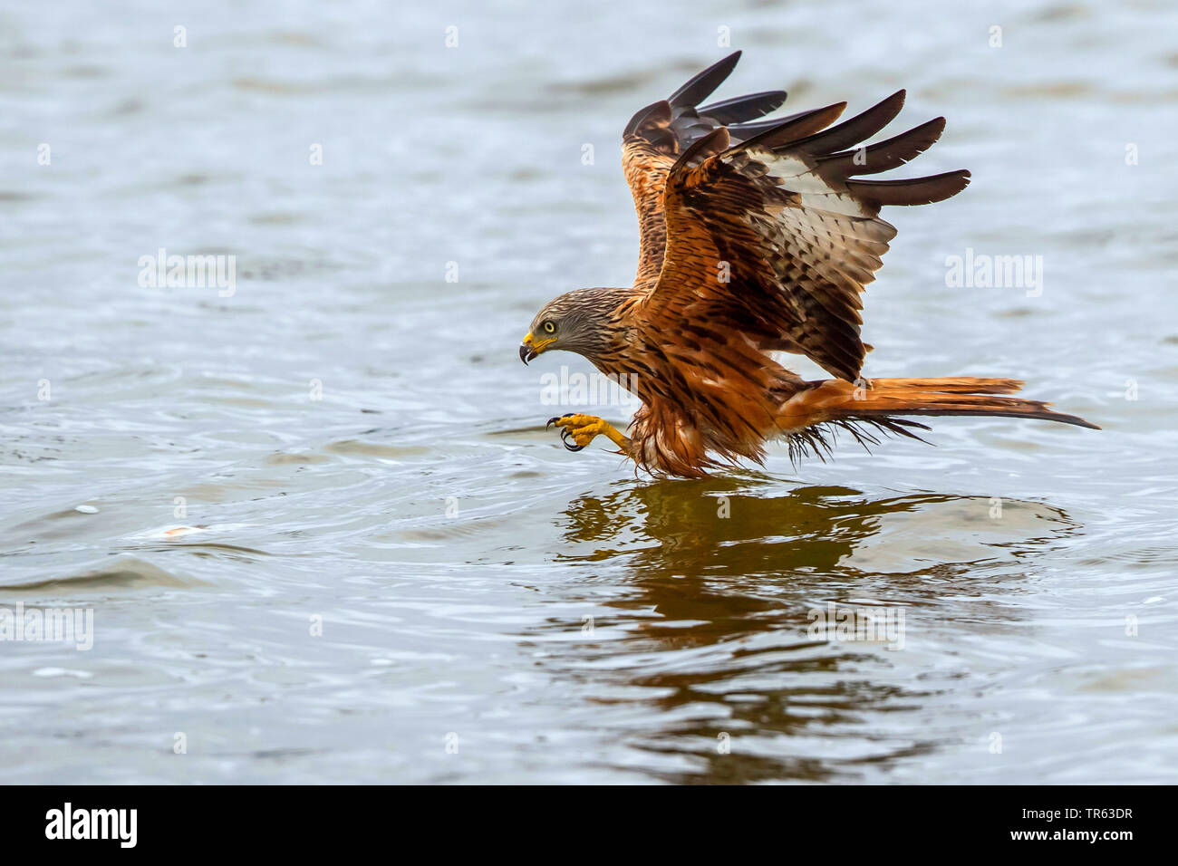 Le milan royal (Milvus milvus), de nourriture en vol au dessus de l'eau, de l'Allemagne, Mecklembourg-Poméranie-Occidentale Banque D'Images