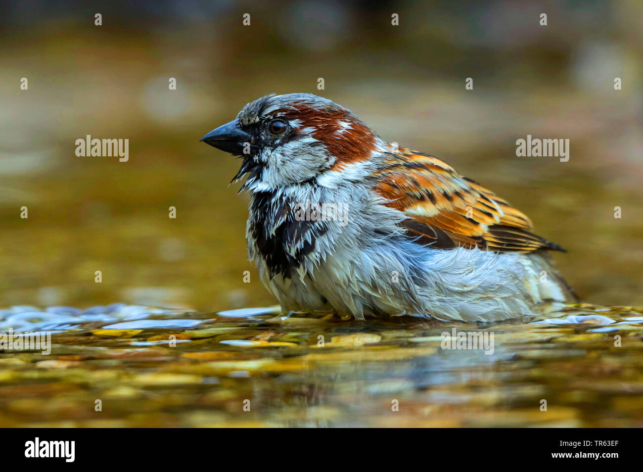 Moineau domestique (Passer domesticus), homme confit en eau peu profonde, l'Allemagne, Mecklembourg-Poméranie-Occidentale Banque D'Images