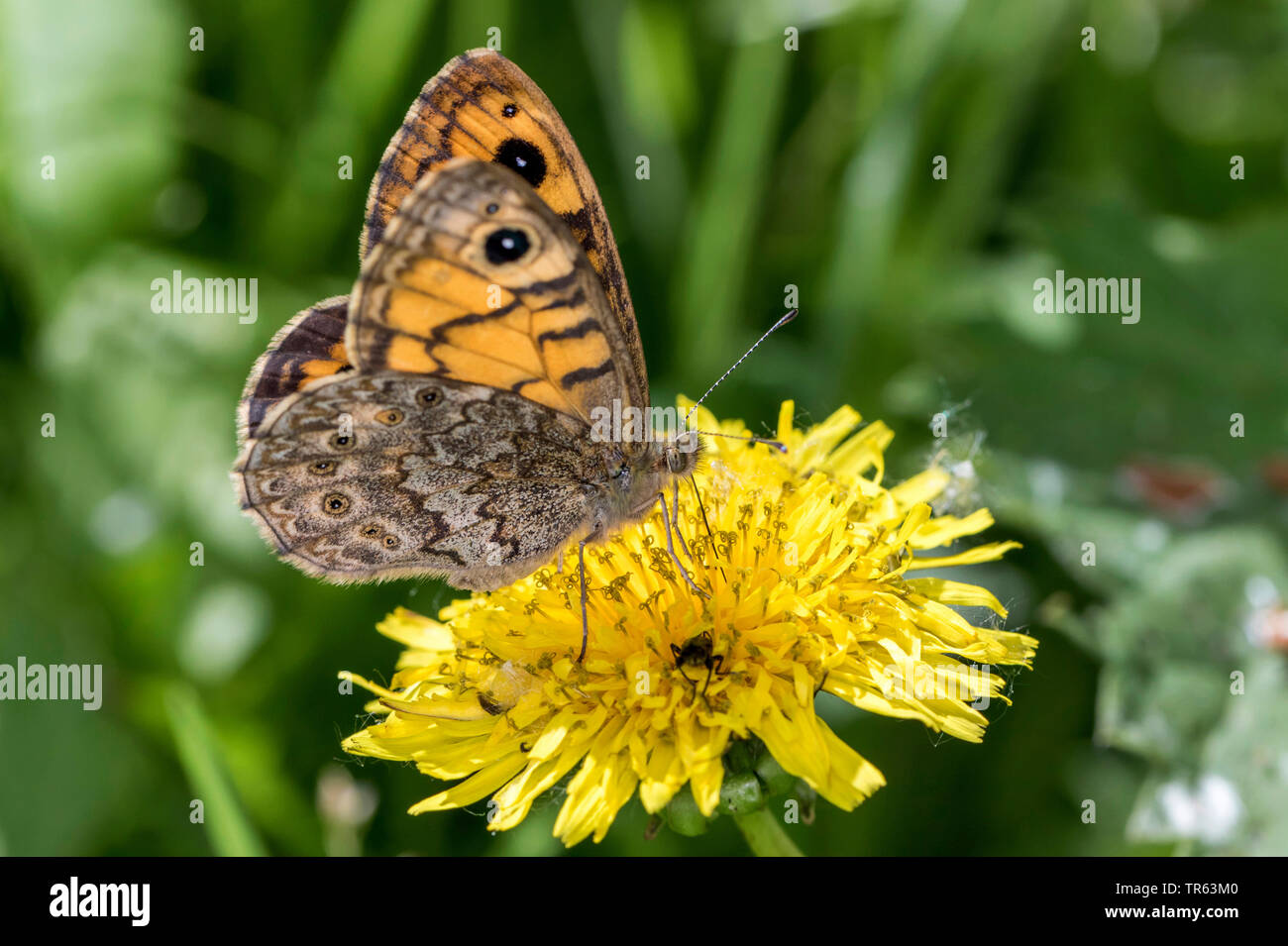 Mur, wall brown (Lasiommata megera, Pararge megera), sucer à un nectar de fleurs de pissenlit, vue de côté, l'Allemagne, Mecklembourg-Poméranie-Occidentale Banque D'Images