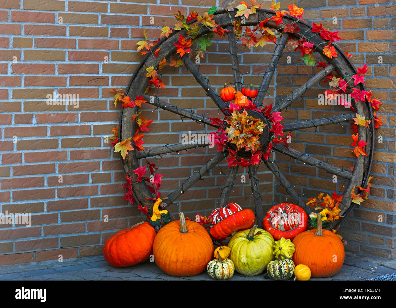 Moelle osseuse, domaine de la citrouille (Cucurbita pepo), avec les citrouilles et les feuilles d'automne décoré panier volant à l'automne, Allemagne Banque D'Images