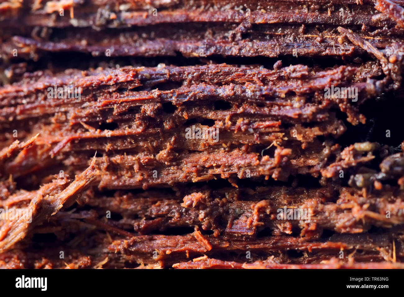 Le bois pourri, Allemagne, Rhénanie du Nord-Westphalie Banque D'Images