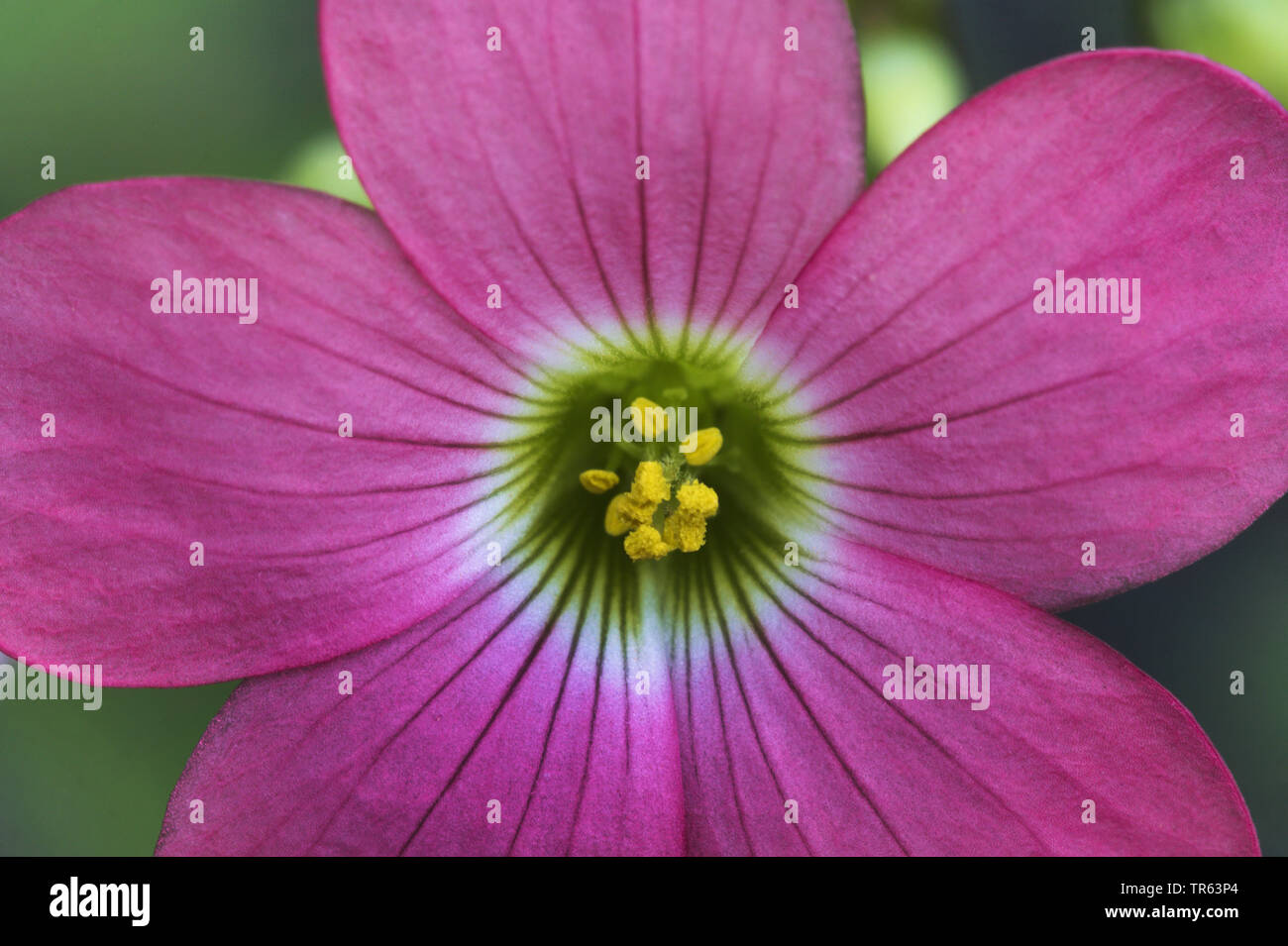 Trèfle à quatre feuilles (Oxalis tetraphylla 'croix de fer', Oxalis tetraphylla Croix de Fer, Oxalis deppei), fleur du cultivar Croix de Fer Banque D'Images