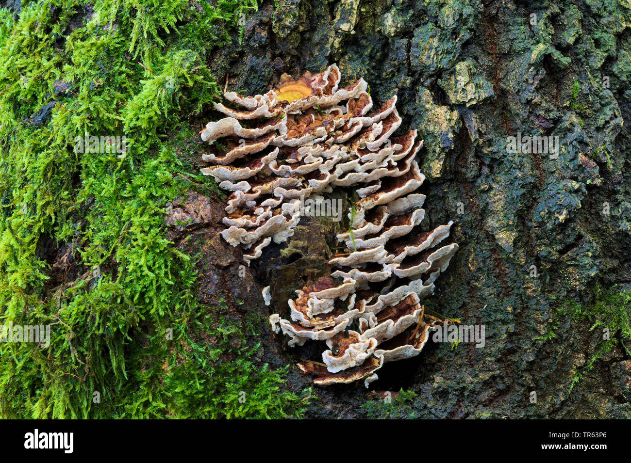 Champignon (Trametes ochracea), avec de la mousse sur un tronc trre, Allemagne, Rhénanie du Nord-Westphalie Banque D'Images