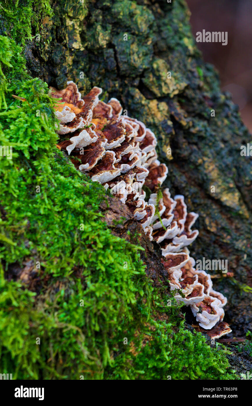 Champignon (Trametes ochracea), avec de la mousse sur un tronc trre, Allemagne, Rhénanie du Nord-Westphalie Banque D'Images