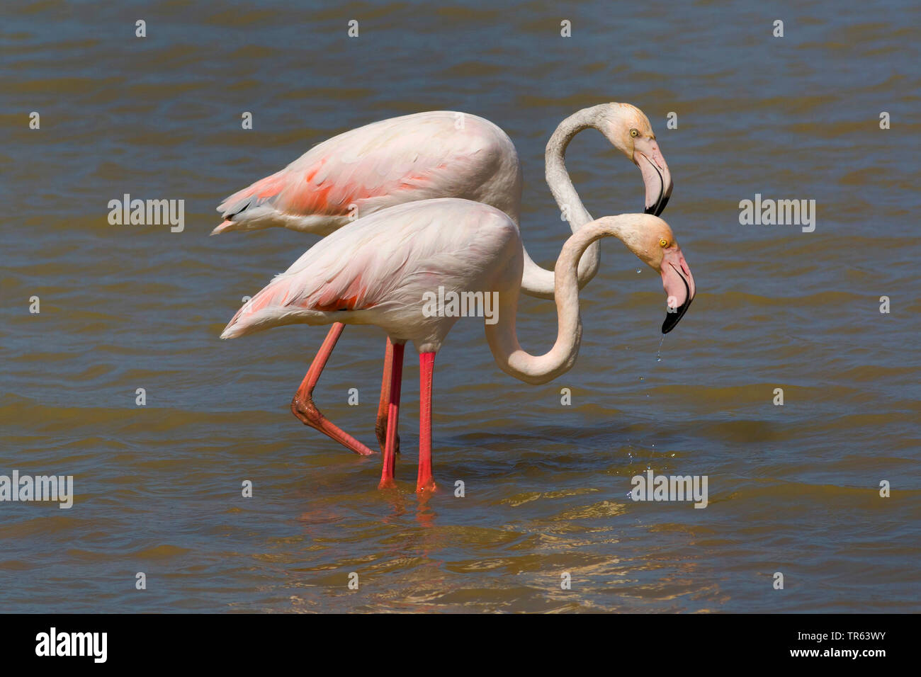 Flamant rose (Phoenicopterus roseus, Phoenicopterus ruber roseus), deux flamants plus ensemble d'alimentation en eau peu profonde, vue de côté, l'Espagne, Katalonia Banque D'Images