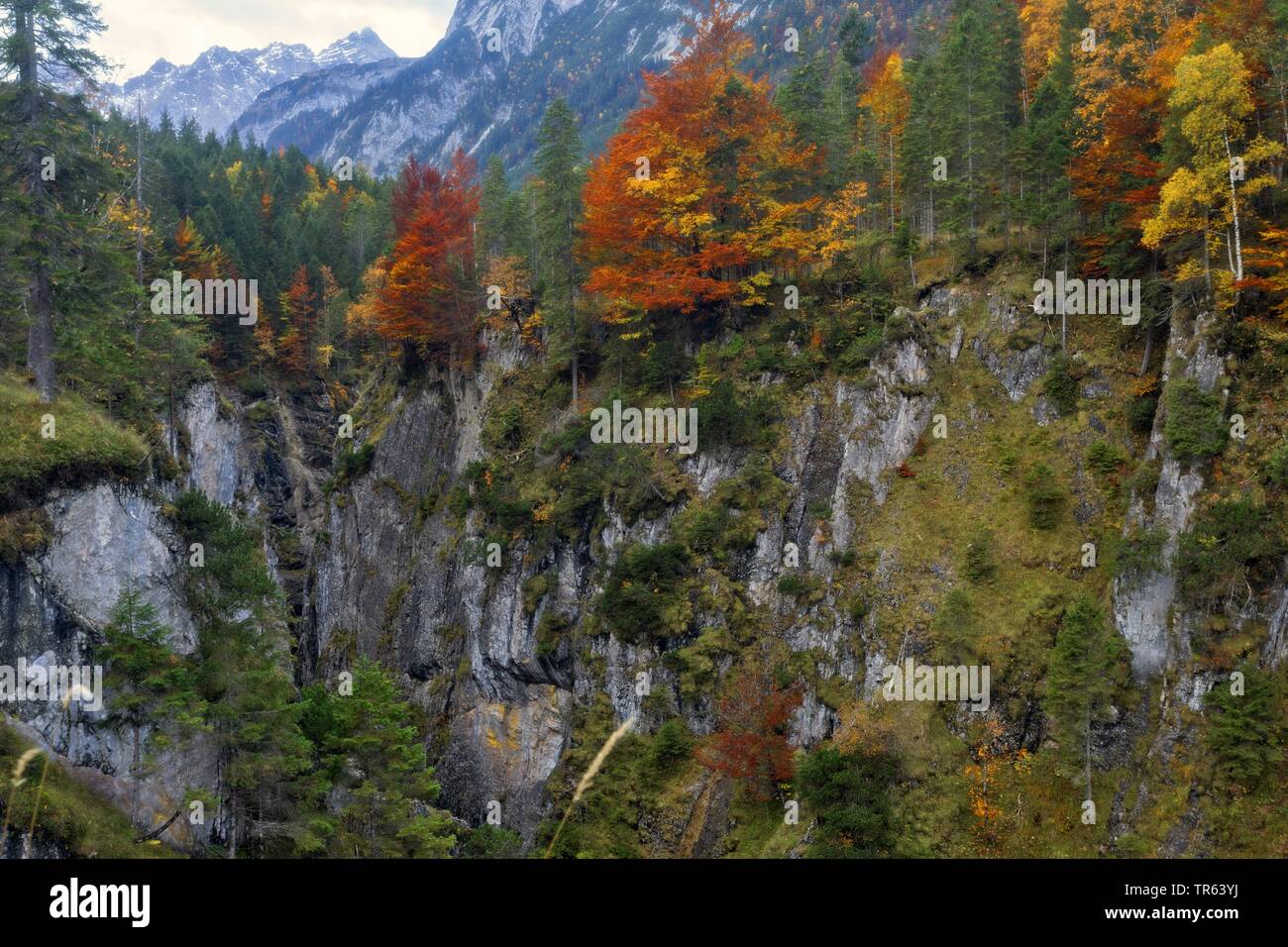 Petit Ahornboden, vallée de Johannes, montagne du Karwendel, FRA, l'Autriche, le Tyrol Banque D'Images