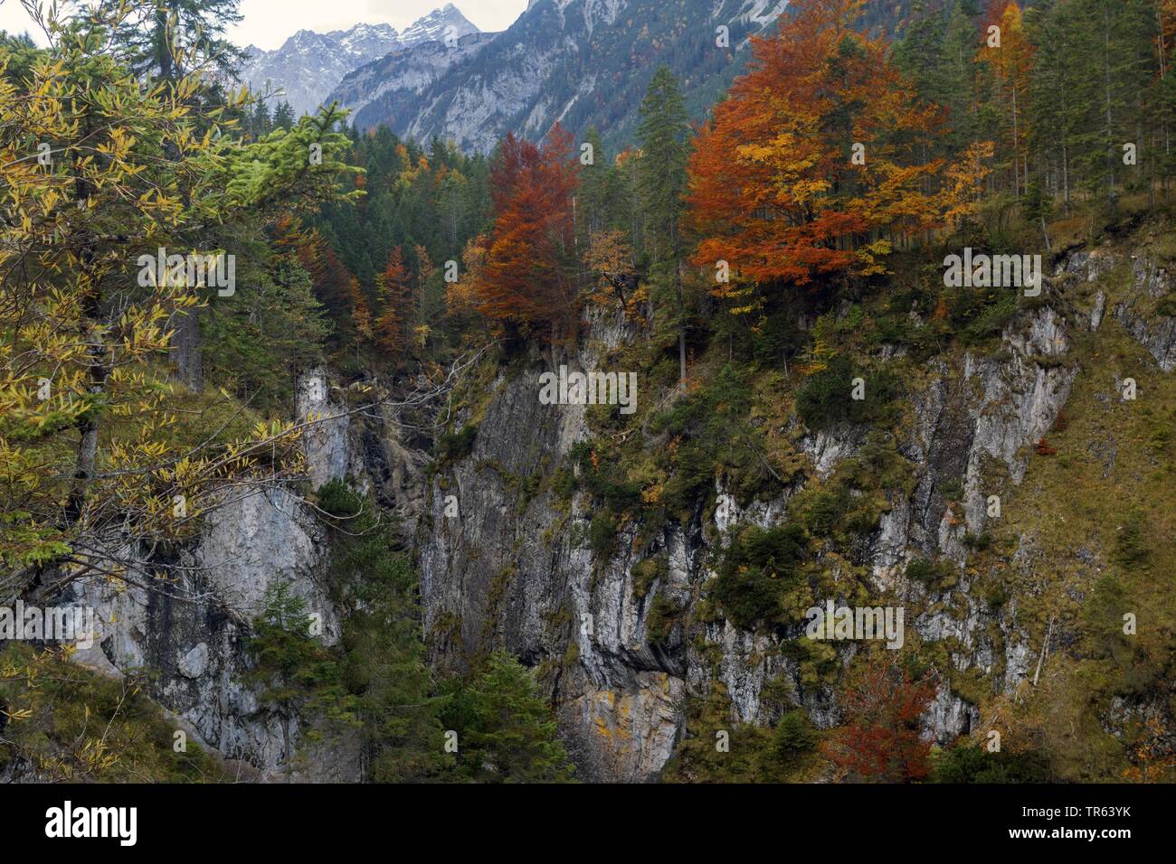 Petit Ahornboden, vallée de Johannes, montagne du Karwendel, FRA, l'Autriche, le Tyrol Banque D'Images