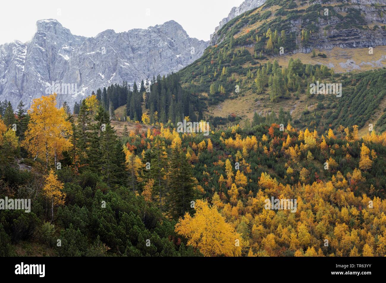 Petit Ahornboden en automne, la vallée de Johannes, montagne du Karwendel, l'Autriche, le Tyrol Banque D'Images