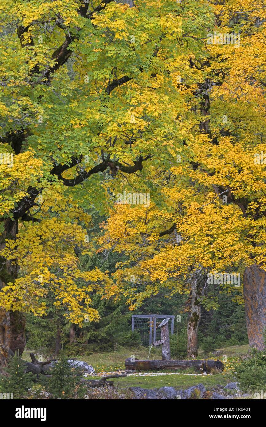 L'érable sycomore, grand érable (Acer pseudoplatanus), fontaine entre les anciens grands érables de Petit Ahornboden en automne, la vallée de Johannes, montagne du Karwendel, l'Autriche, le Tyrol Banque D'Images