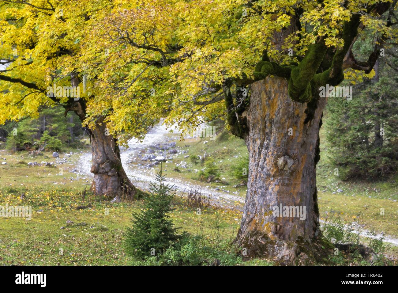 L'érable sycomore, grand érable (Acer pseudoplatanus), vieux arbres noueux dans la vallée de Johannes, Petit Ahornboden, montagne du Karwendel, l'Autriche, le Tyrol Banque D'Images