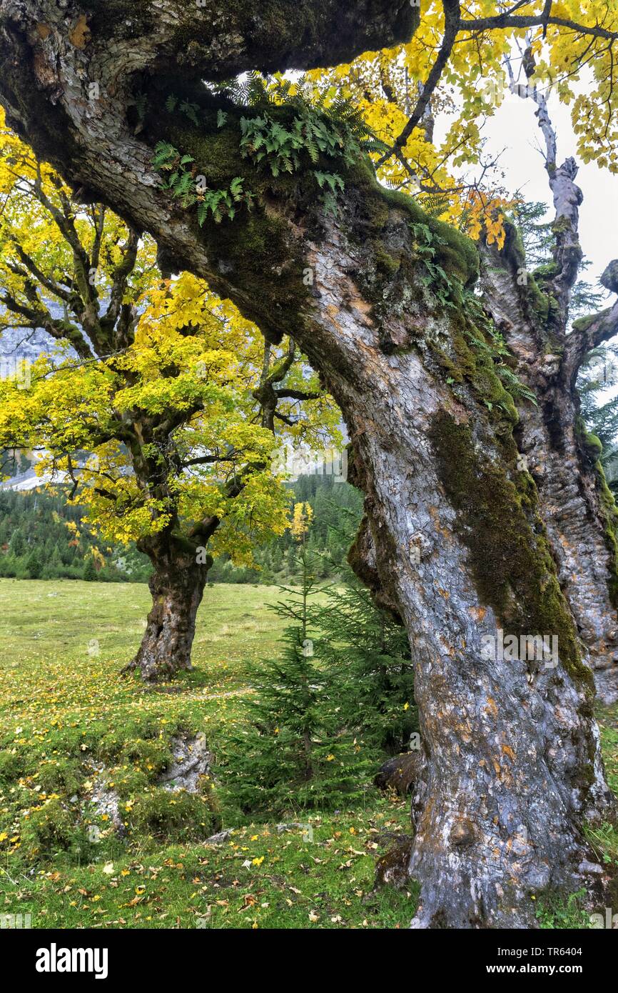 L'érable sycomore, grand érable (Acer pseudoplatanus), noueux et la mousse tronc de l'arbre en automne, Petit Ahornboden, vallée des montagnes du Karwendel, Johannis, Autriche, Tyrol Banque D'Images