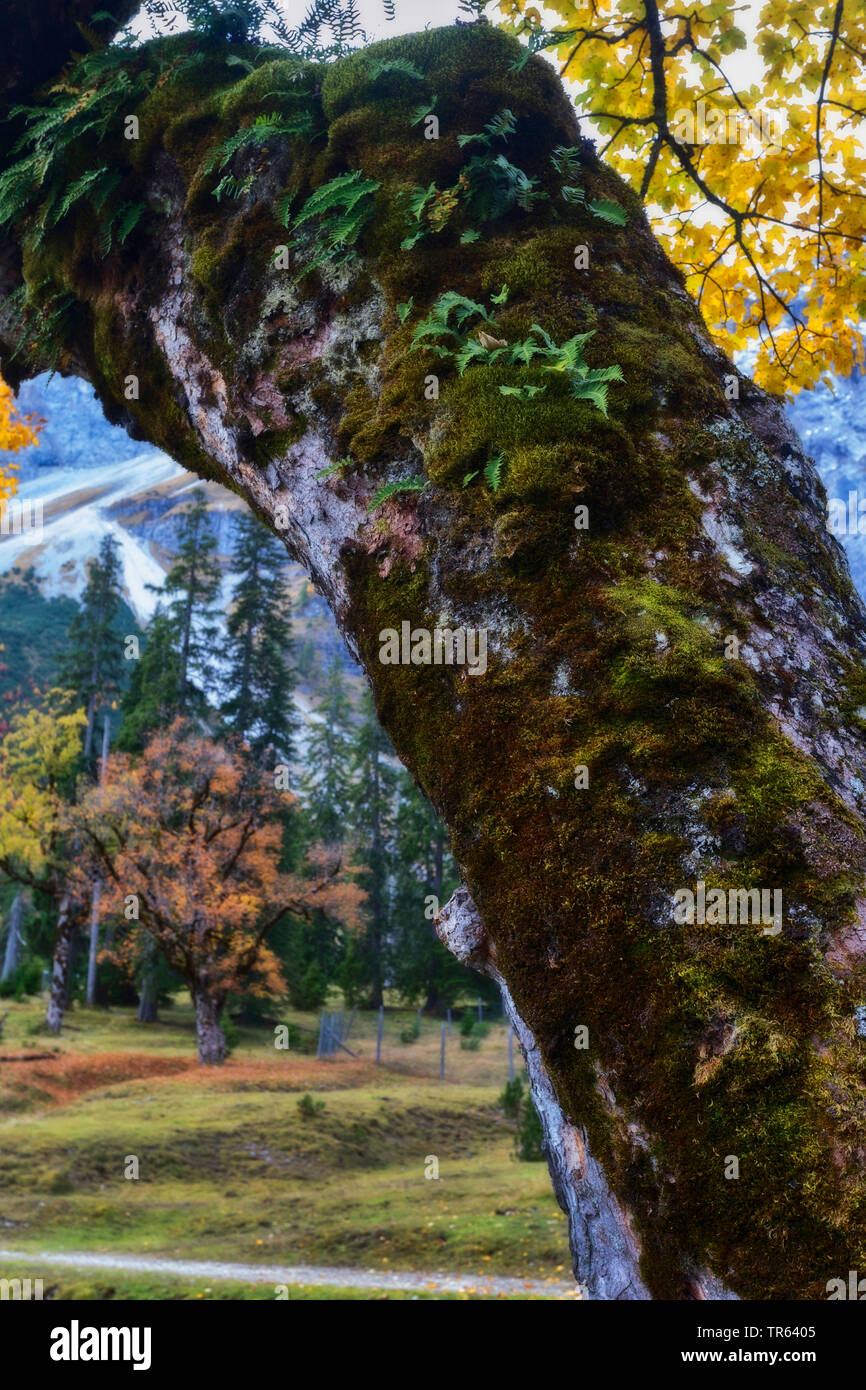 L'érable sycomore, grand érable (Acer pseudoplatanus), trunkt mossesand avec arbre Petit Ahornboden farns, vallée des montagnes du Karwendel, Johannis, Autriche, Tyrol Banque D'Images