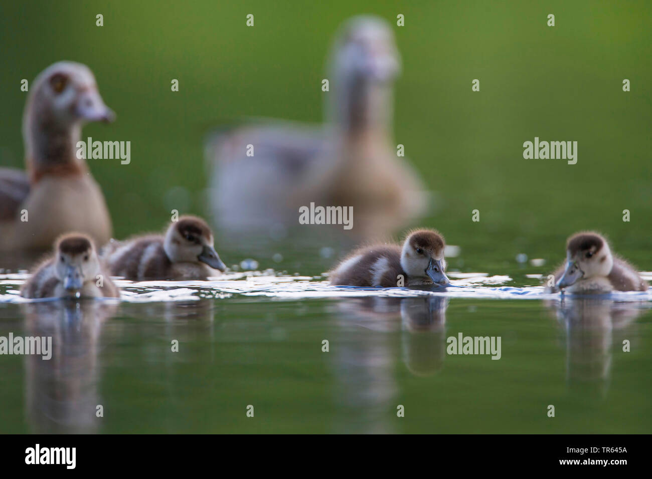 Egyptian goose (Alopochen aegyptiacus), paire avec les poussins sur l'eau, de l'Allemagne Banque D'Images