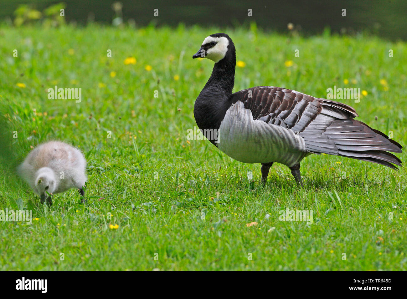 Bernache nonnette (Branta leucopsis), de l'oie avec gosling dans un pré, vue de côté, l'Allemagne, la Bavière Banque D'Images