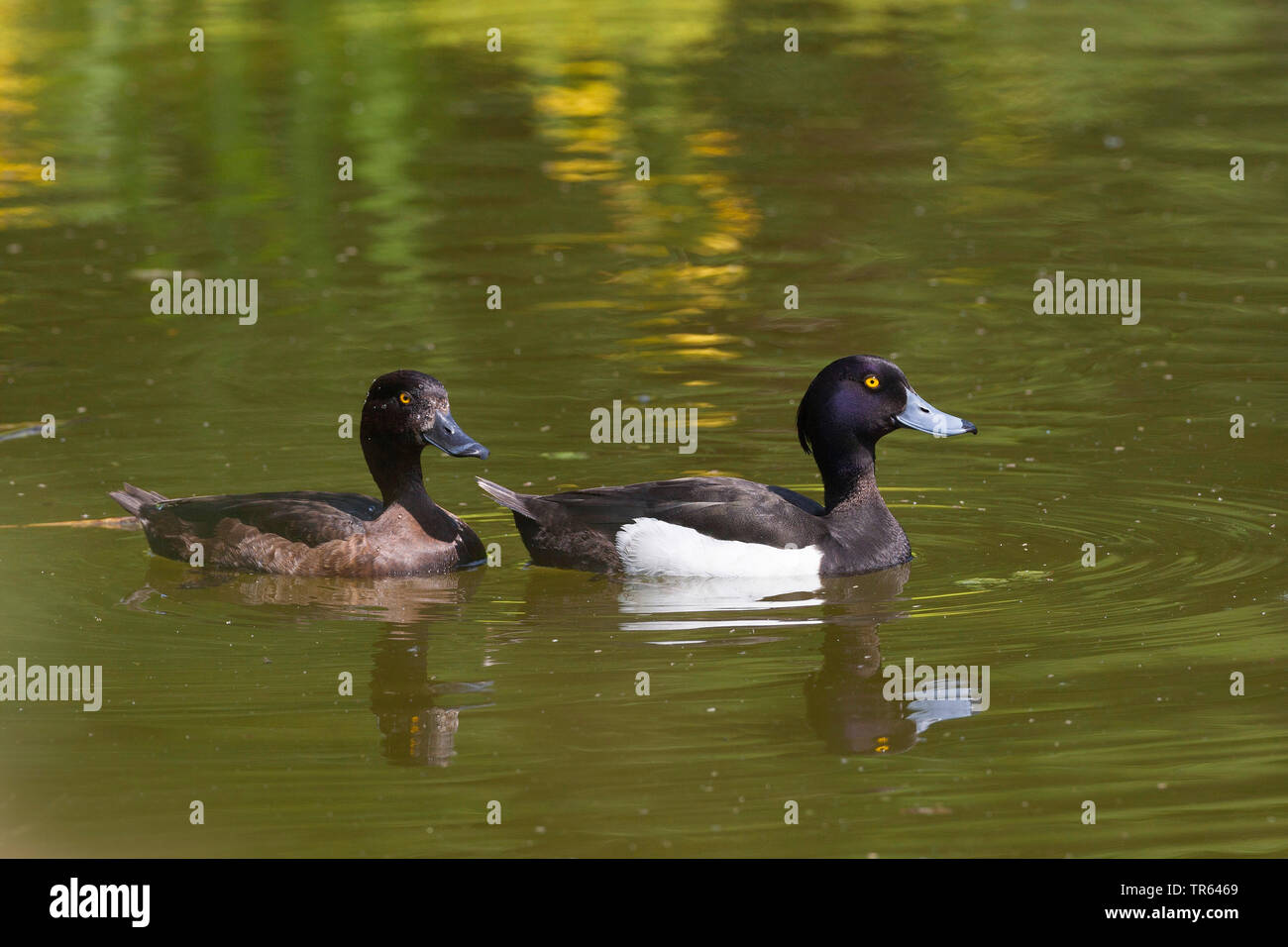 Fuligule morillon (Aythya fuligula), paire sur l'eau, de l'Allemagne, la Bavière Banque D'Images