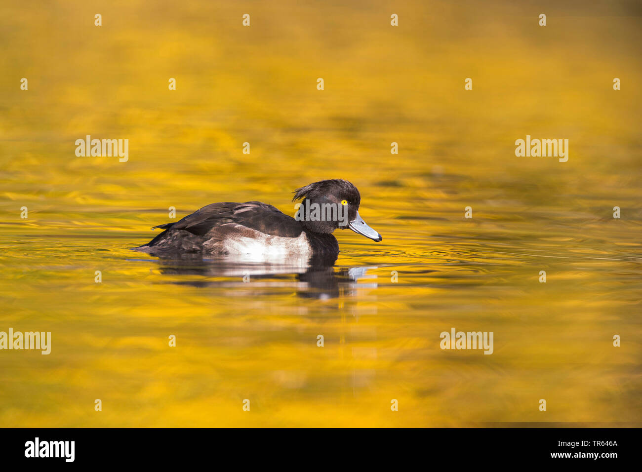 Fuligule morillon (Aythya fuligula), homme de l'eau, de l'Allemagne, la Bavière Banque D'Images