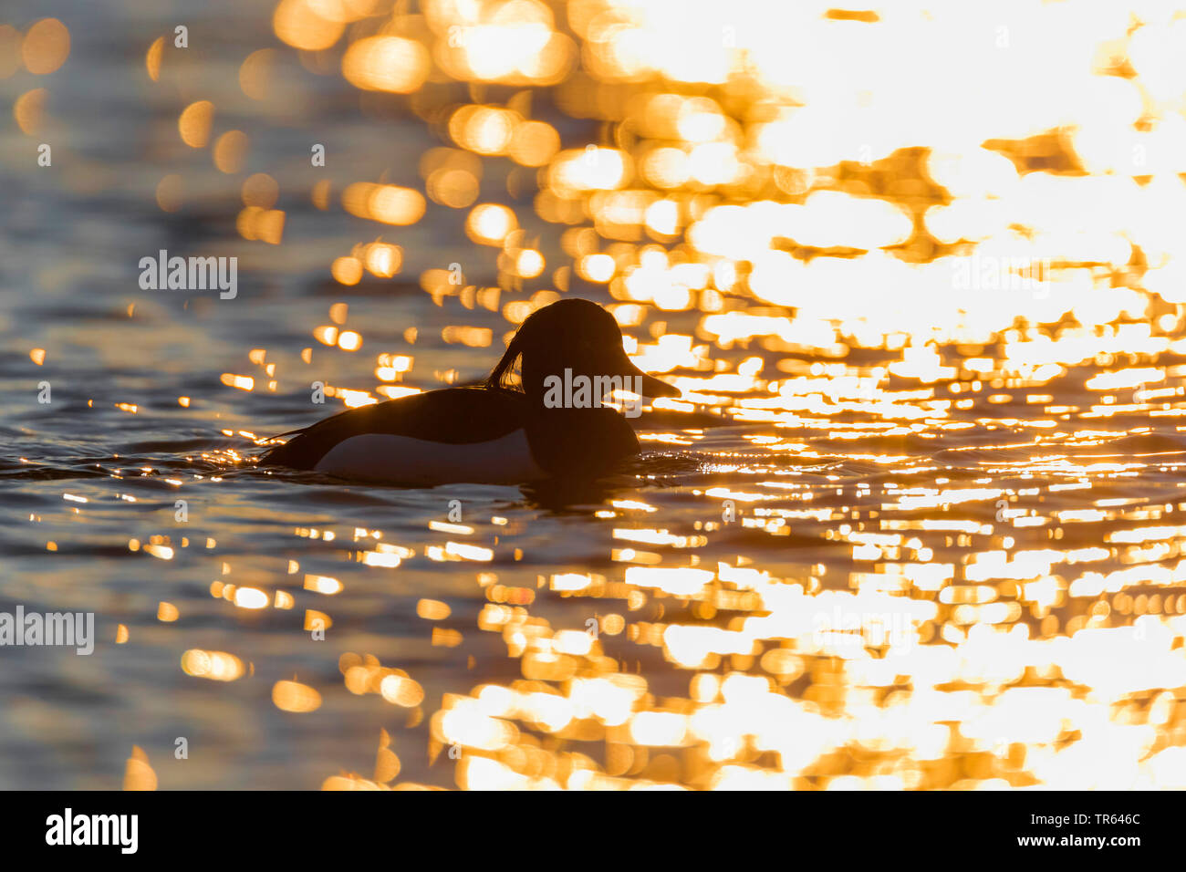 Fuligule morillon (Aythya fuligula), homme sur l'eau au coucher du soleil, de l'Allemagne, la Bavière Banque D'Images