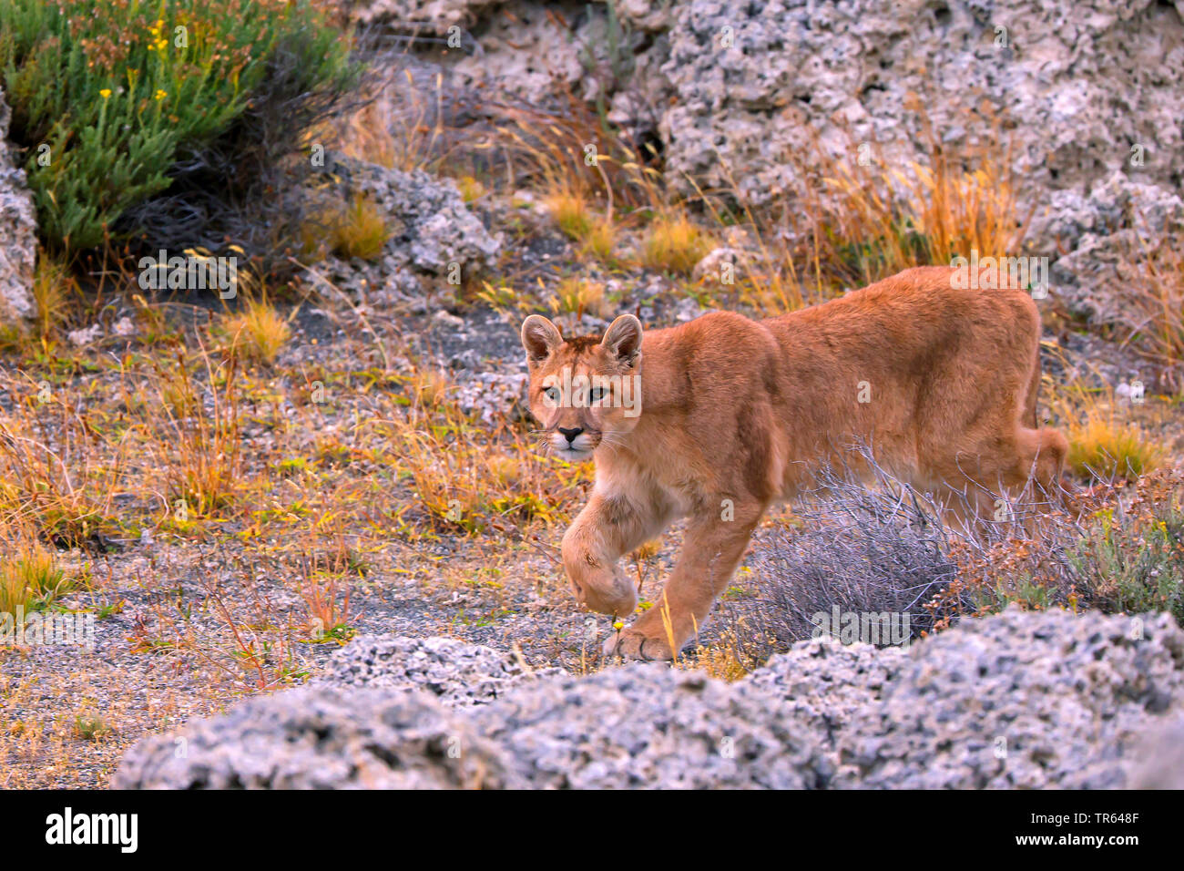 L'Amérique du Sud méridionale , Puma, Cougar Mountain lion, le couguar (Puma  concolor puma, Puma concolor patagonica patagonica, Puma, Puma concolor,  Profelis concolor, Felis concolor, Felis concolor patagonica), femme à la  recherche