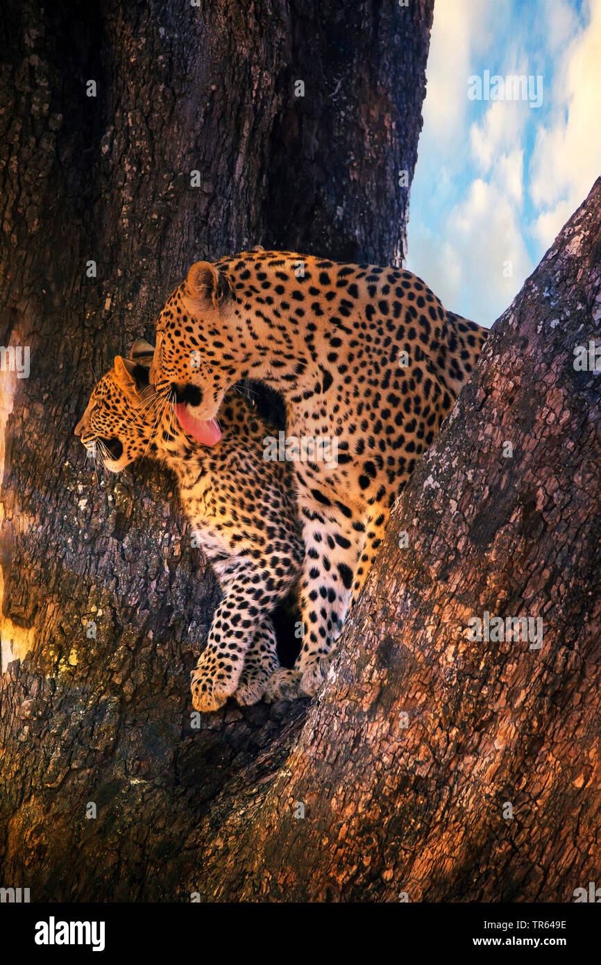 Leopard noir, noir panthère (Panthera pardus), le léopard femelle assis avec un jeune sur un arbre , le Botswana Banque D'Images