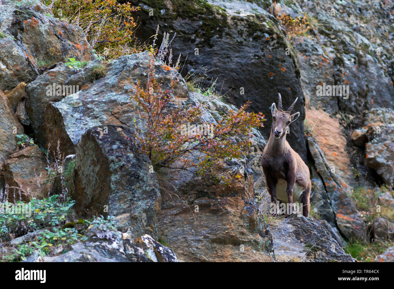 Bouquetin des Alpes (Capra ibex, Capra ibex ibex), dupont debout à une montagne rocheuse, vue de face, l'Italie, Aoste Banque D'Images