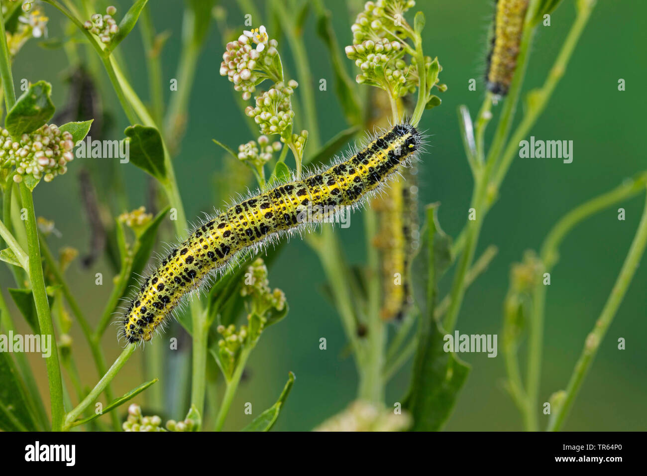 Large White (Pieris brassicae), Caterpillar à une tige, vue de dessus, Allemagne Banque D'Images