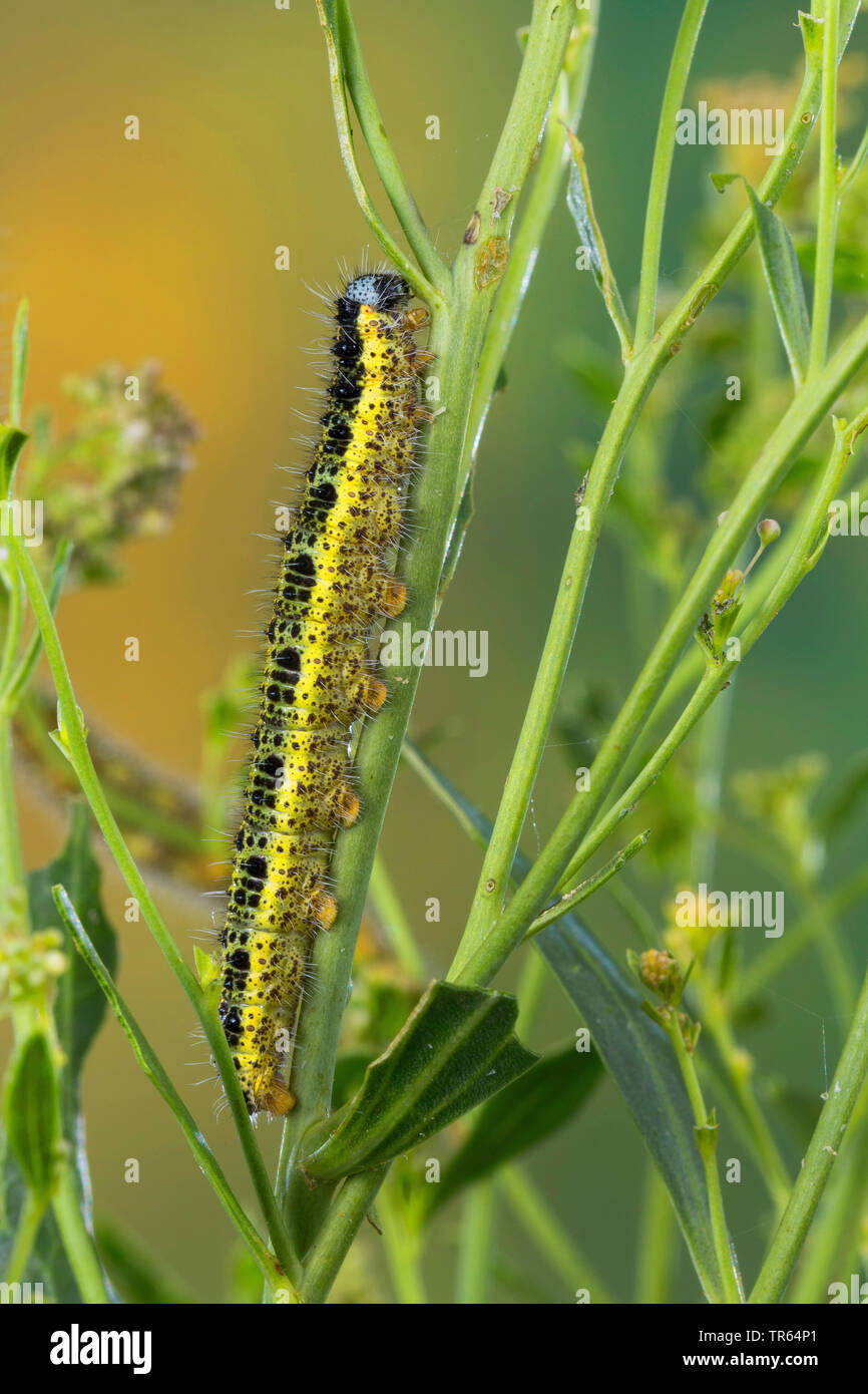 Large White (Pieris brassicae), Caterpillar à une tige, side view, Allemagne Banque D'Images