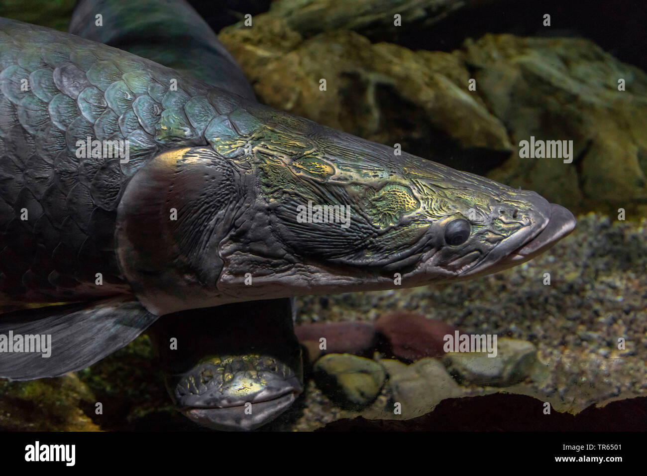 Pirarucu (Arapaima gigas), portrait, grands poissons d'eau douce Banque D'Images