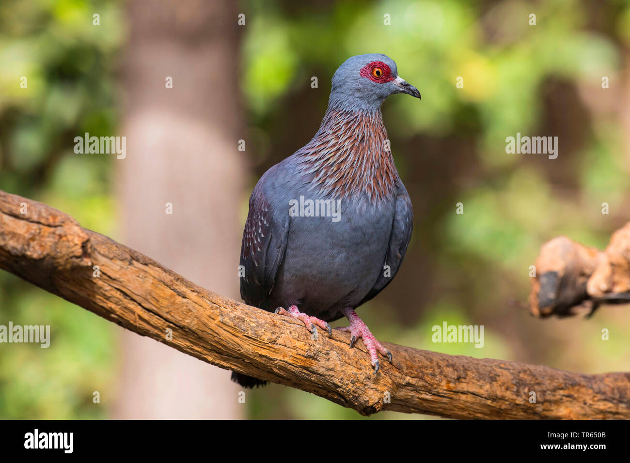 Feral pigeon biset (Columba livia), assis sur une branche, Arizona, USA Banque D'Images