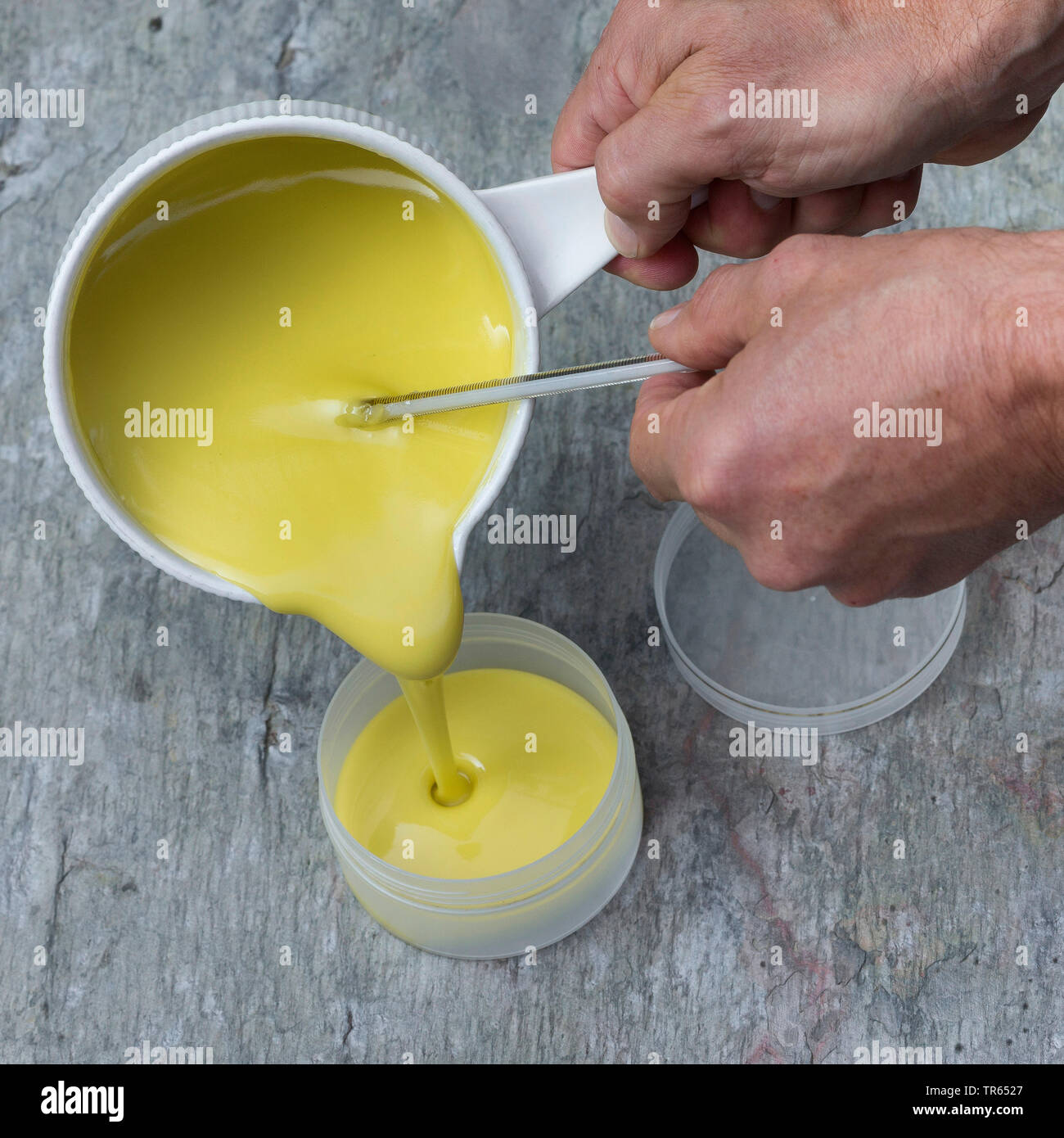 Politique L'onagre (Oenothera biennis), la production d'onagre, l'étape 9 : Crème Crème prêt de primevère thé, l'huile, la lanoline et cire d'abeille est versé dans une boîte, série photo 9/10, Allemagne Banque D'Images