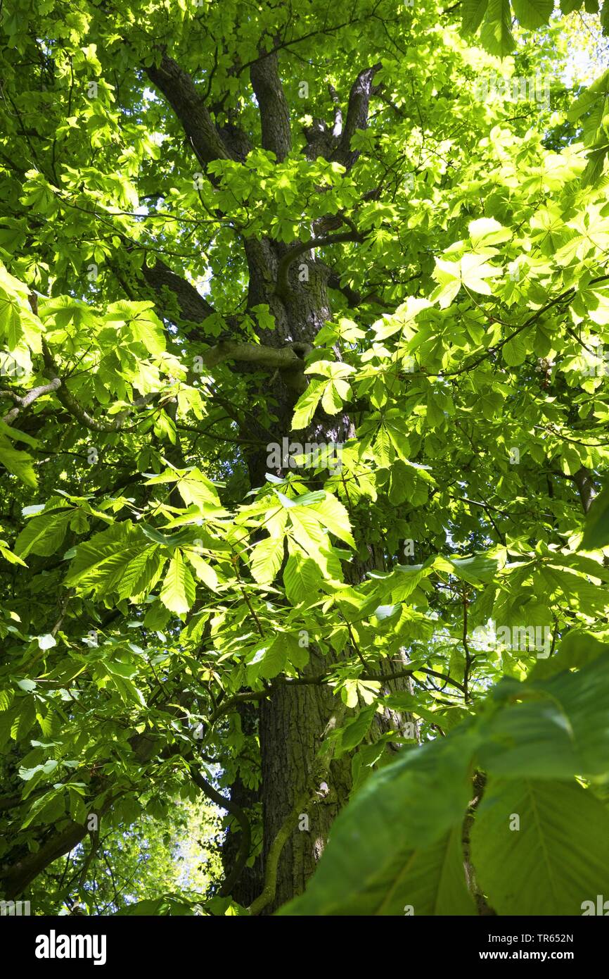 Le marronnier commun (Aesculus hippocastanum), vue de la couronne d'en bas, Allemagne Banque D'Images