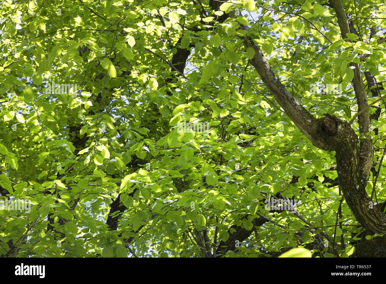 Tilleul à grandes feuilles, tilleul (Tilia platyphyllos), vue de la couronne d'en bas, Allemagne Banque D'Images