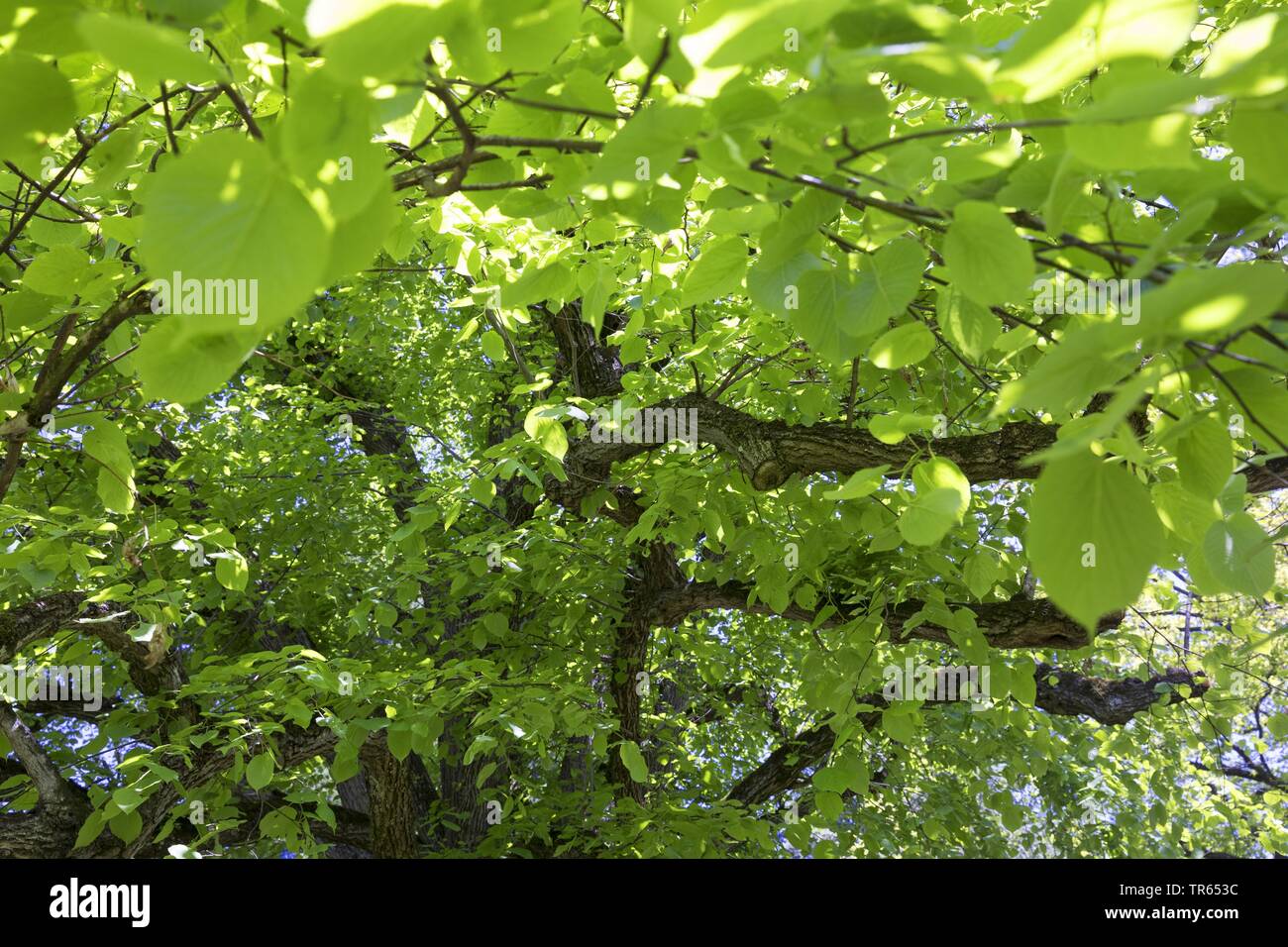 Tilleul à grandes feuilles, tilleul (Tilia platyphyllos), vue de la couronne d'en bas, Allemagne Banque D'Images