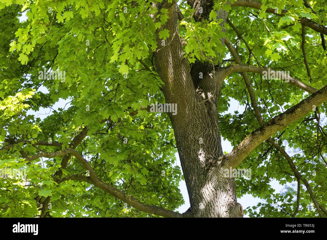 Érable de Norvège (Acer platanoides), vue de la couronne d'en bas, Allemagne Banque D'Images