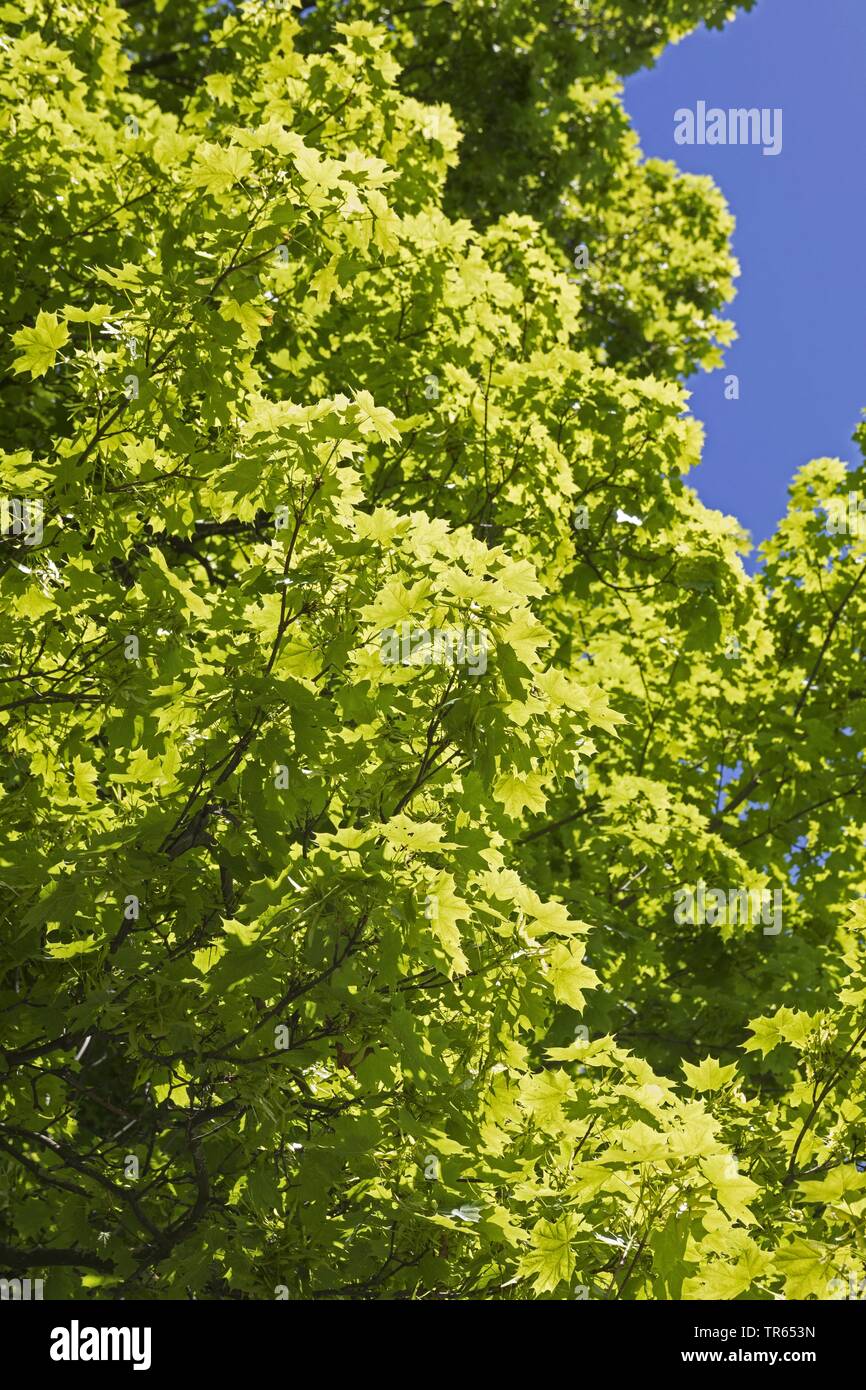 Érable de Norvège (Acer platanoides), vue de la couronne d'en bas, Allemagne Banque D'Images