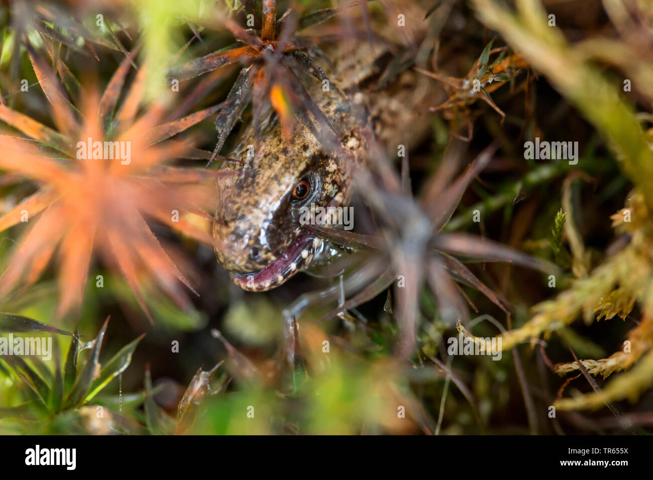 Ver lent européenne, blindworm, slow worm (Anguis fragilis), se cachant entre moss, portrait, Allemagne, Bavière, Niederbayern, Basse-Bavière Banque D'Images