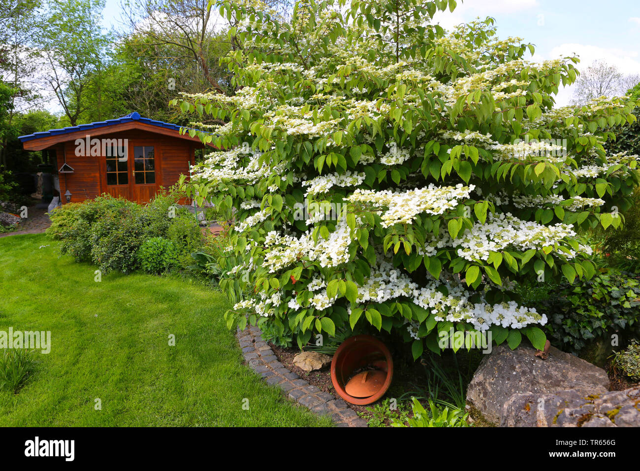 Viorne (Viburnum plicatum doublefile), dans un jardin en fleurs, Allemagne Banque D'Images