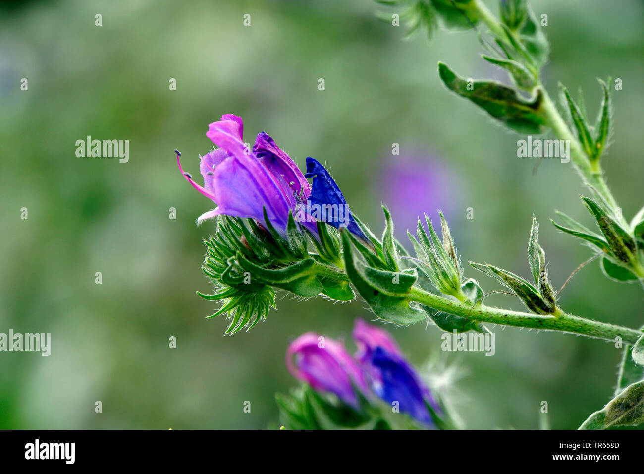 Vipérine commune, le Salut Jane, la vipérine à feuilles de plantain, Patterson's Curse, Patersons malédiction, Malédiction Pattersons (Echium plantagineum), la floraison, le Portugal, Madère Banque D'Images