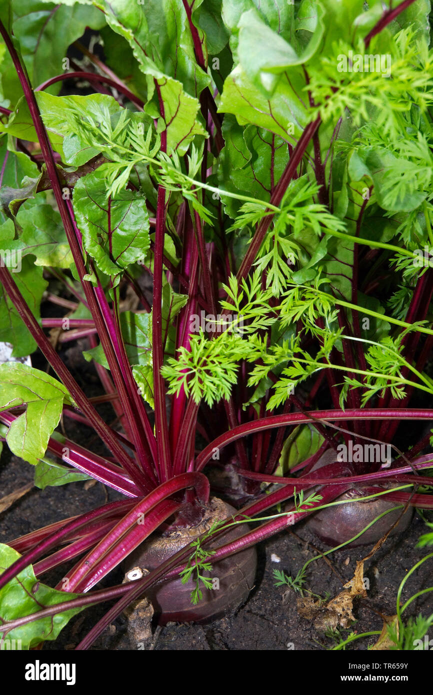 La betterave (Beta vulgaris), dans un jardin, Allemagne Banque D'Images