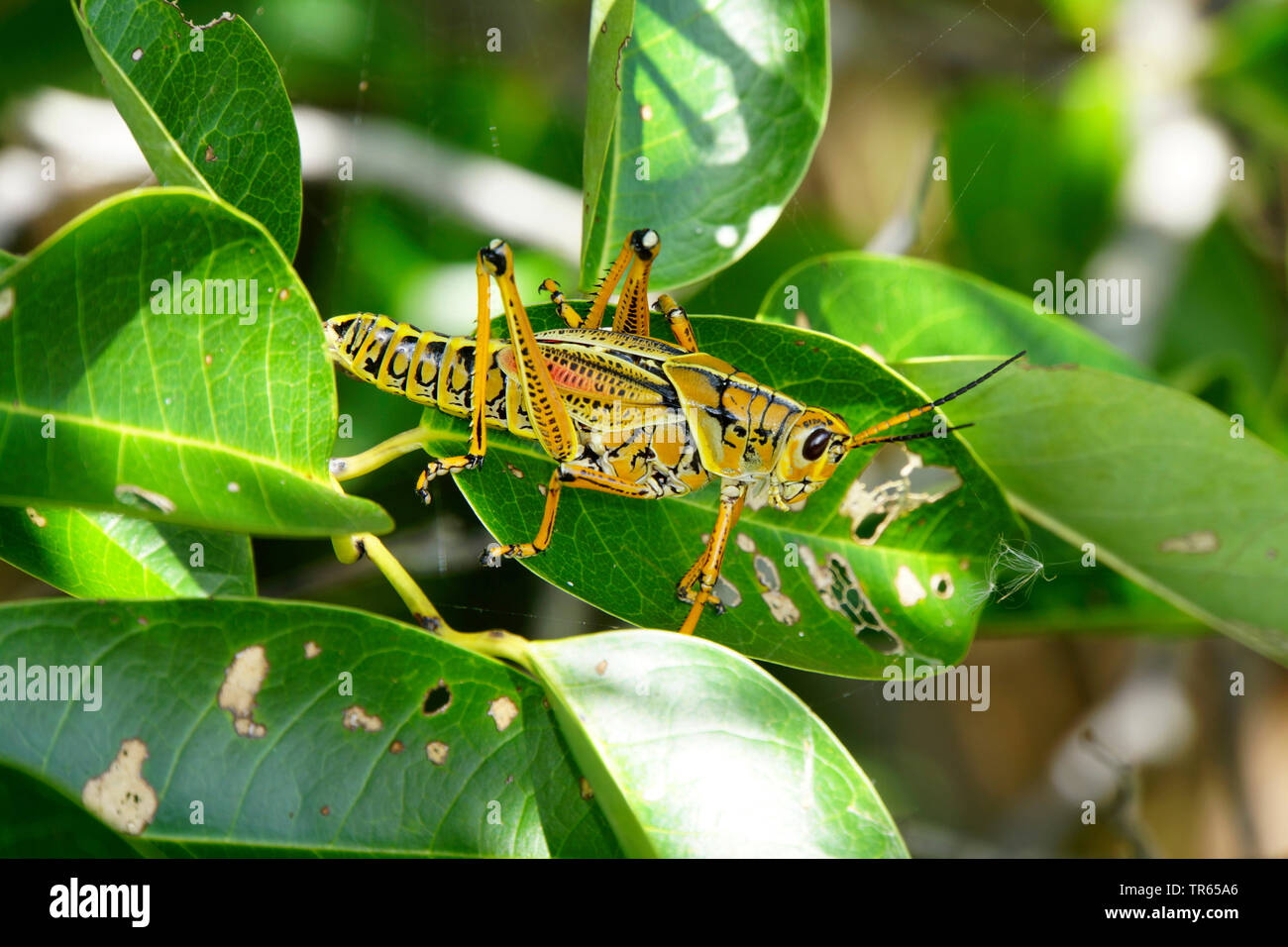 Short-horned Romalea microptera (sauterelles), assis sur une feuille, USA, Floride, le Parc National des Everglades, Homestead Banque D'Images