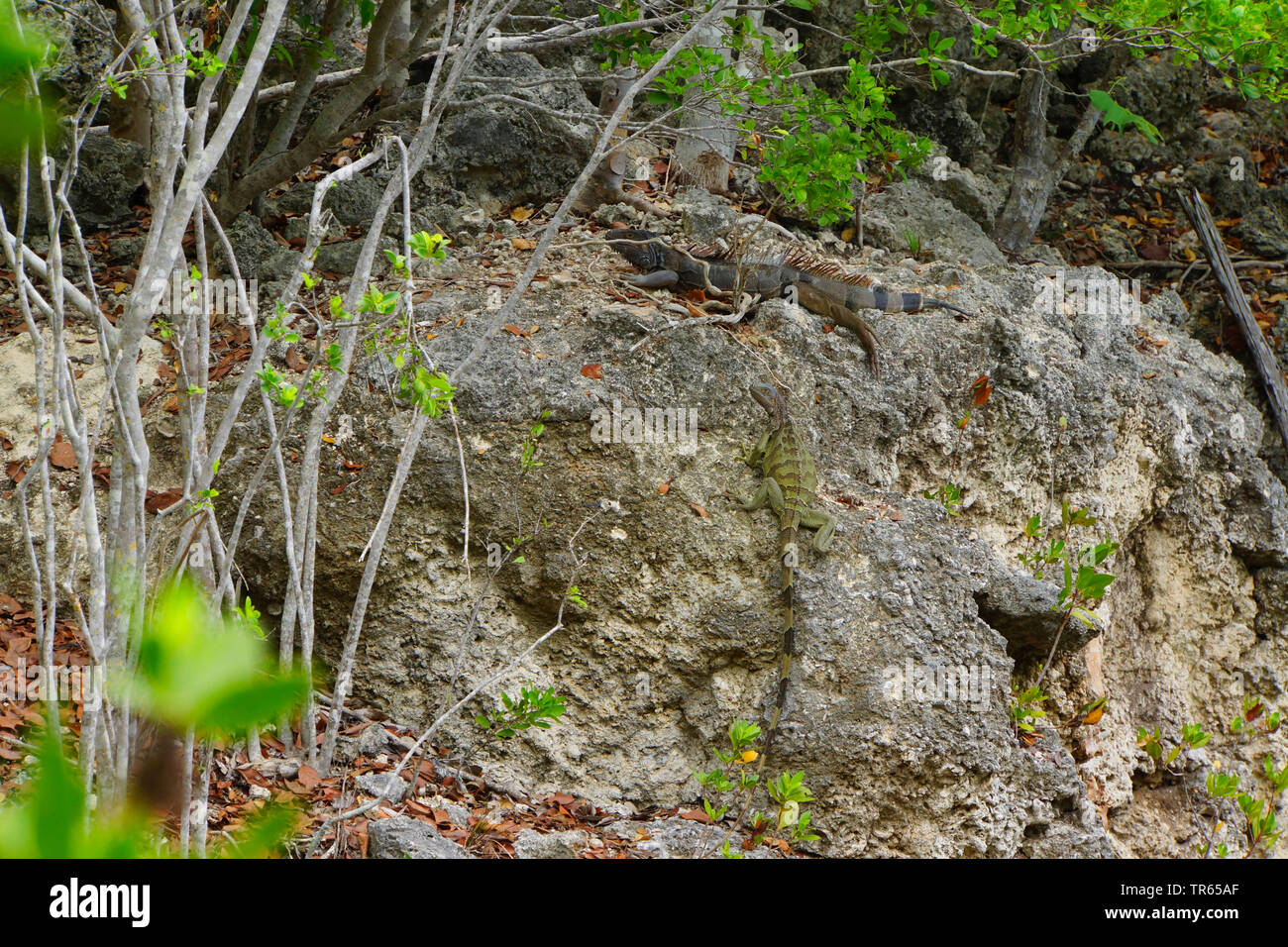 Iguane vert, Iguana iguana iguana (commune), assis sur un rocher, bien camouflés, USA, Floride, Key Largo Banque D'Images