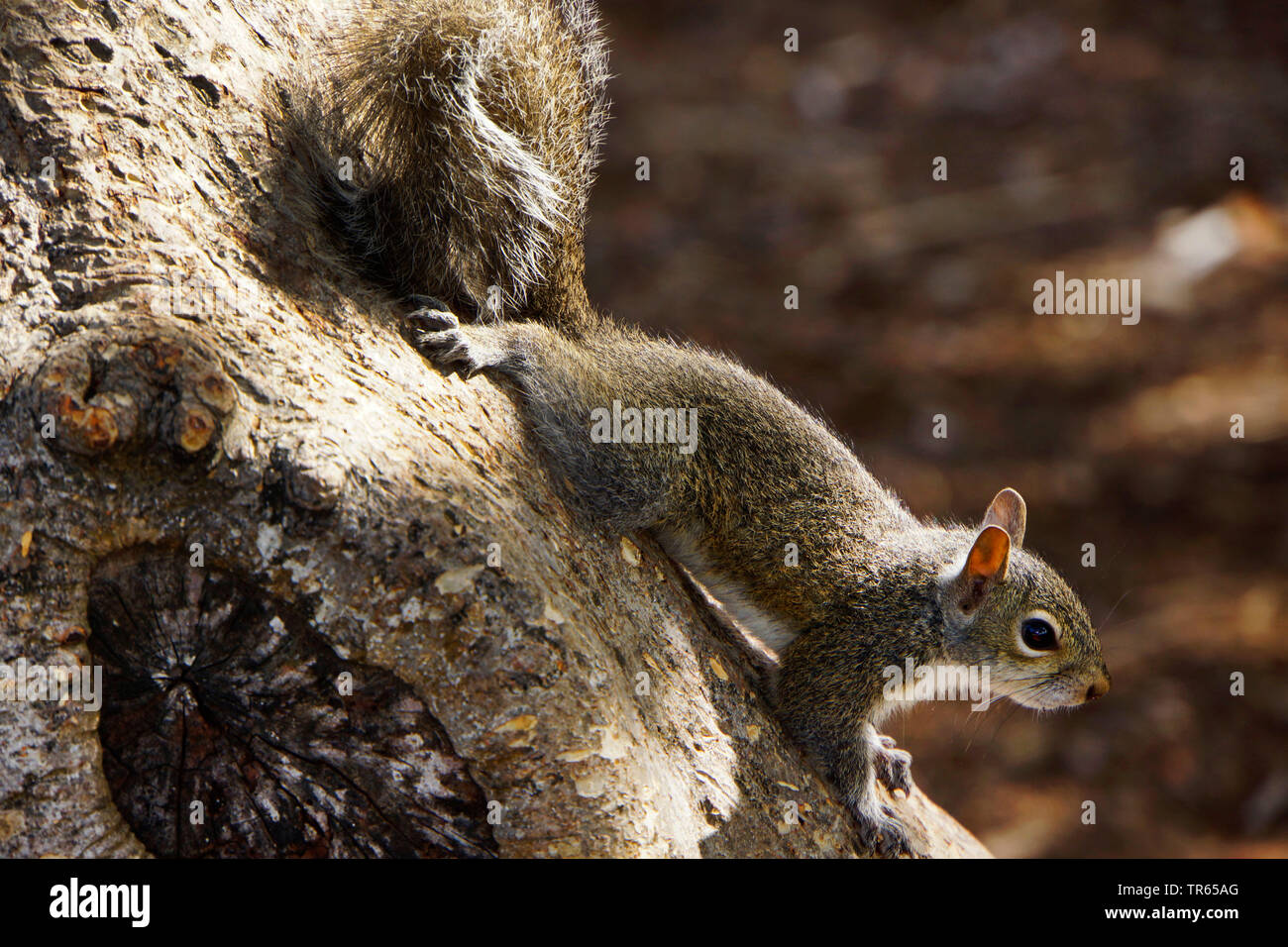 L'écureuil gris, l'écureuil gris (Sciurus carolinensis), assis à un tronc d'arbre, USA, Floride, Key Largo Banque D'Images