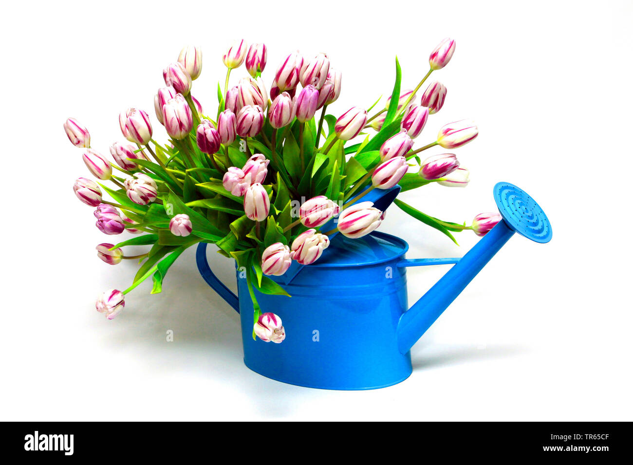 Jardin commun tulip (Tulipa spec.), bouquet de tulipes dans un arrosoir, Allemagne Banque D'Images