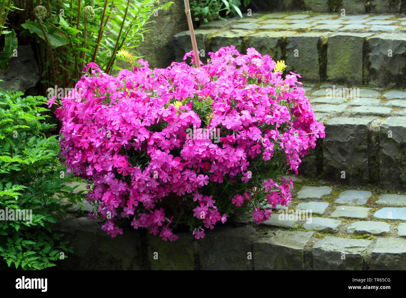 Creeping phlox phlox mousse, mousse, rose, phlox Phlox subulata (montagne), dans un pot dans un jardin, l'Allemagne, en Rhénanie du Nord-Westphalie, Weilerswist Banque D'Images