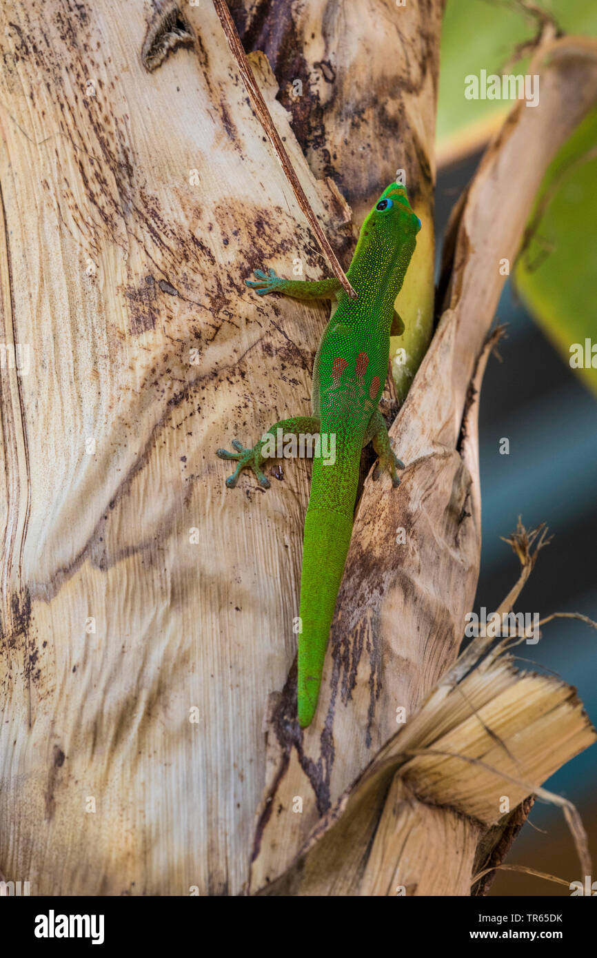 Gold Dust day gecko (Phelsuma laticauda), assis à un bananier, USA, Hawaii, Maui, Kihei Banque D'Images