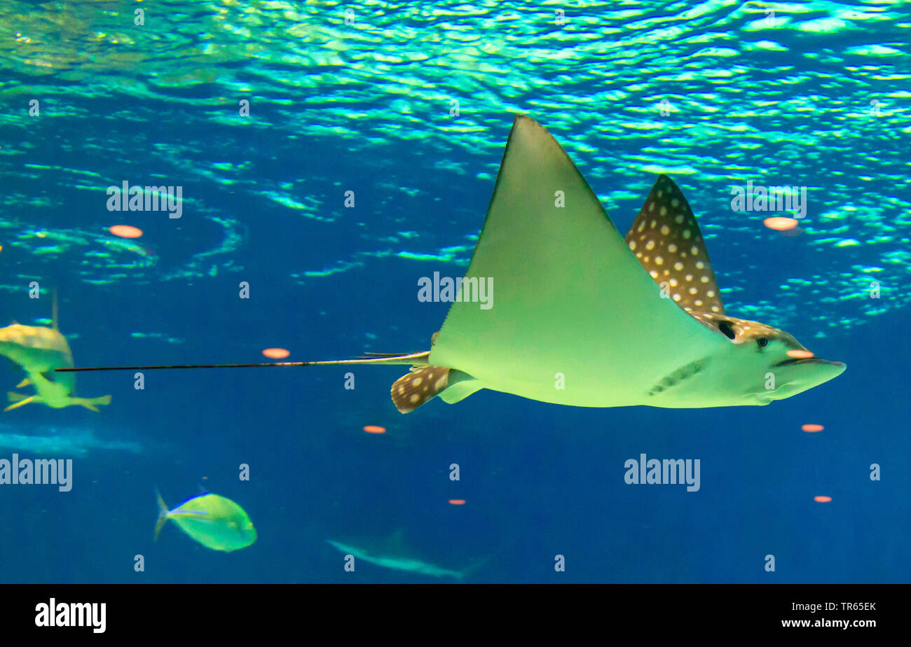 Spotted Eagle Ray (Aetobatus narinari), natation, USA, New York Banque D'Images