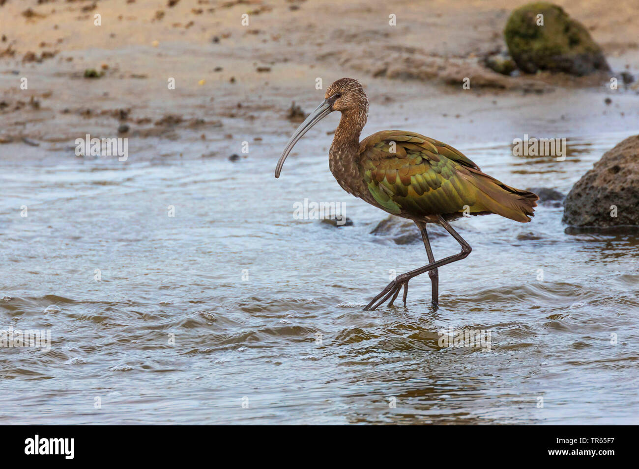 L'ibis falcinelle (Plegadis falcinellus), de recherche de nourriture, à marée basse, vue latérale, USA, Hawaii, Kealia Pond Banque D'Images