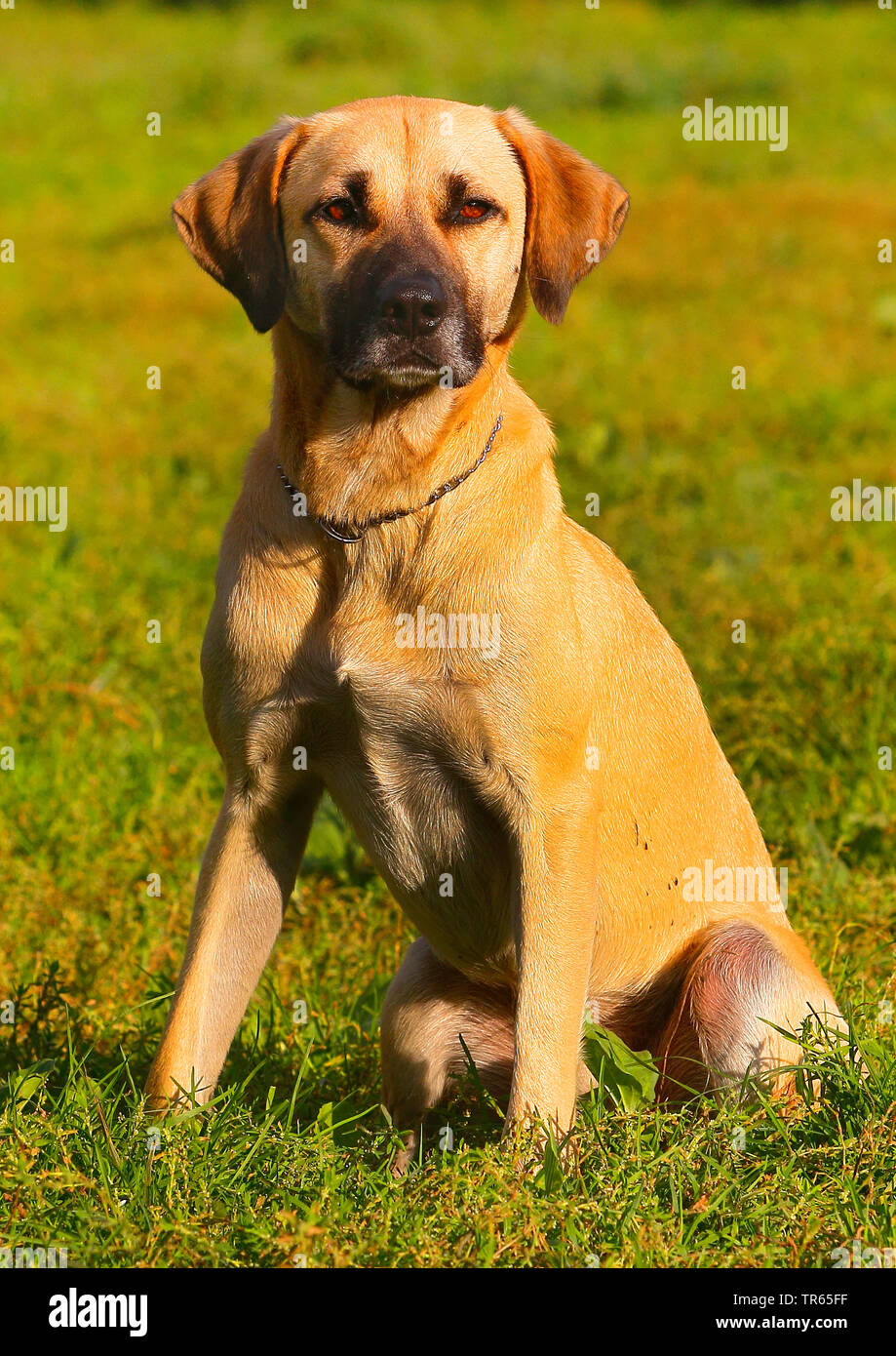 Kangal (Canis lupus f. familiaris), bâtard Kangal, quatre ans chien assis dans un pré, Allemagne Banque D'Images